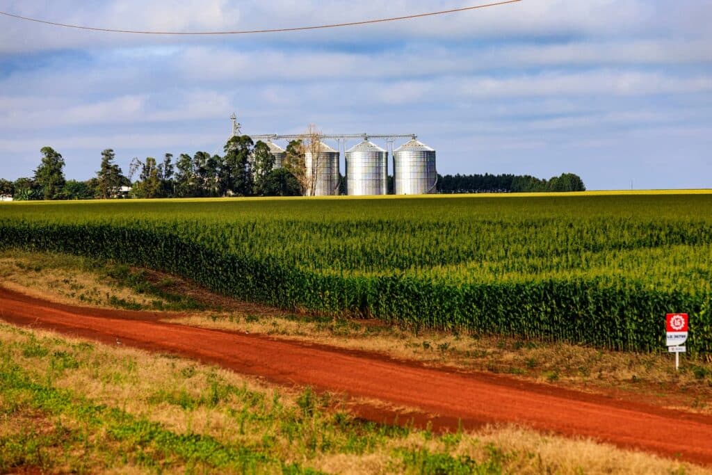 Cotação do milho volta a cair, confira!