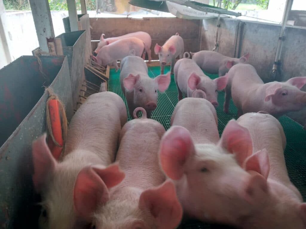 Mercado do suíno segue em alta, veja a seguir