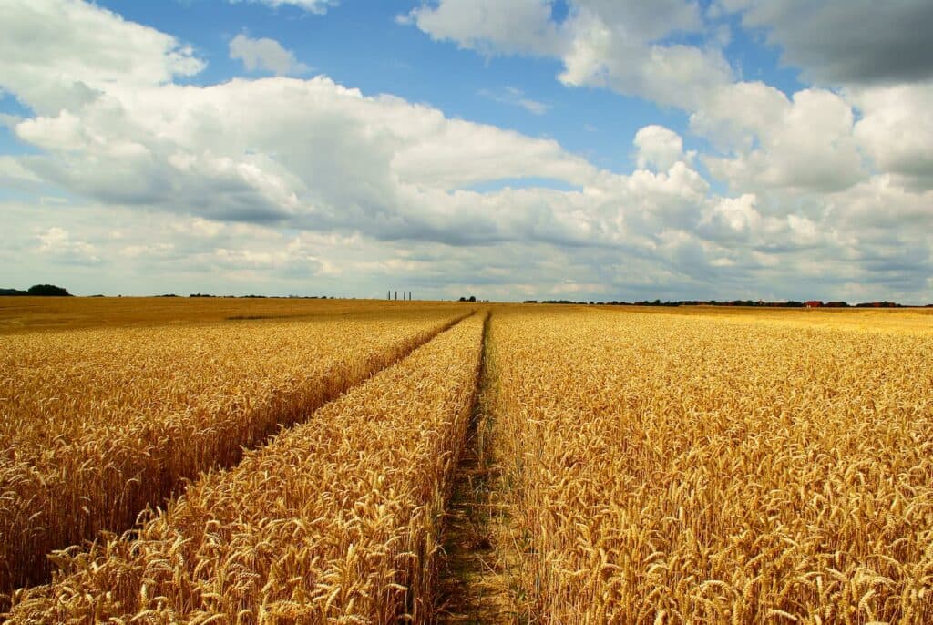 Cotações do trigo seguem em alta