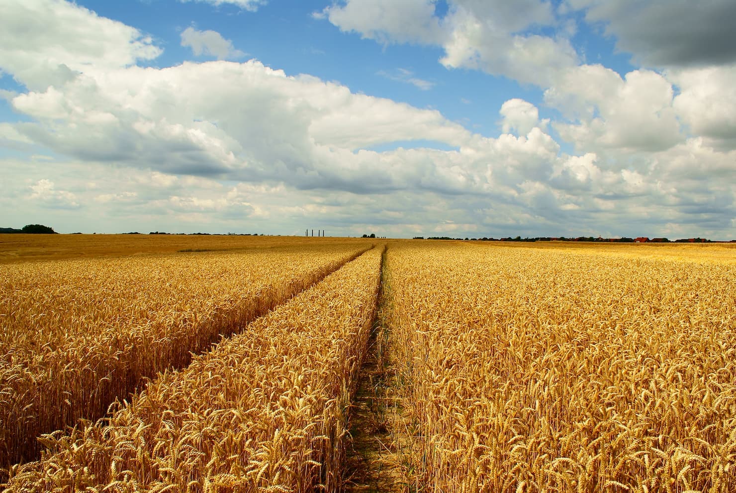 Mercado do trigo 20 de dezembro 2022