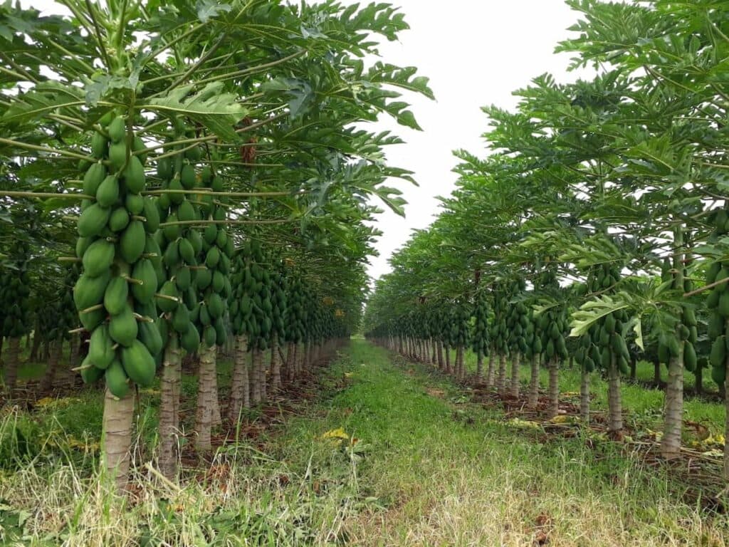 Mamão formosa se desvaloriza em 2023