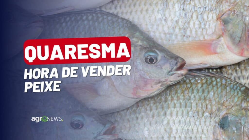Mercado do Peixe 26 de março 2023, quaresma aquece o setor