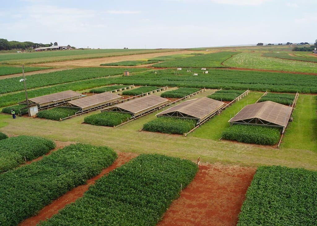 Pesquisadores combinam tecnologias para enfrentar a seca na soja