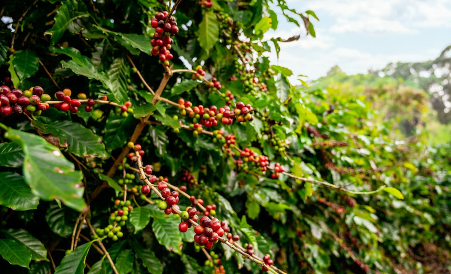 Preços do café seguem em queda