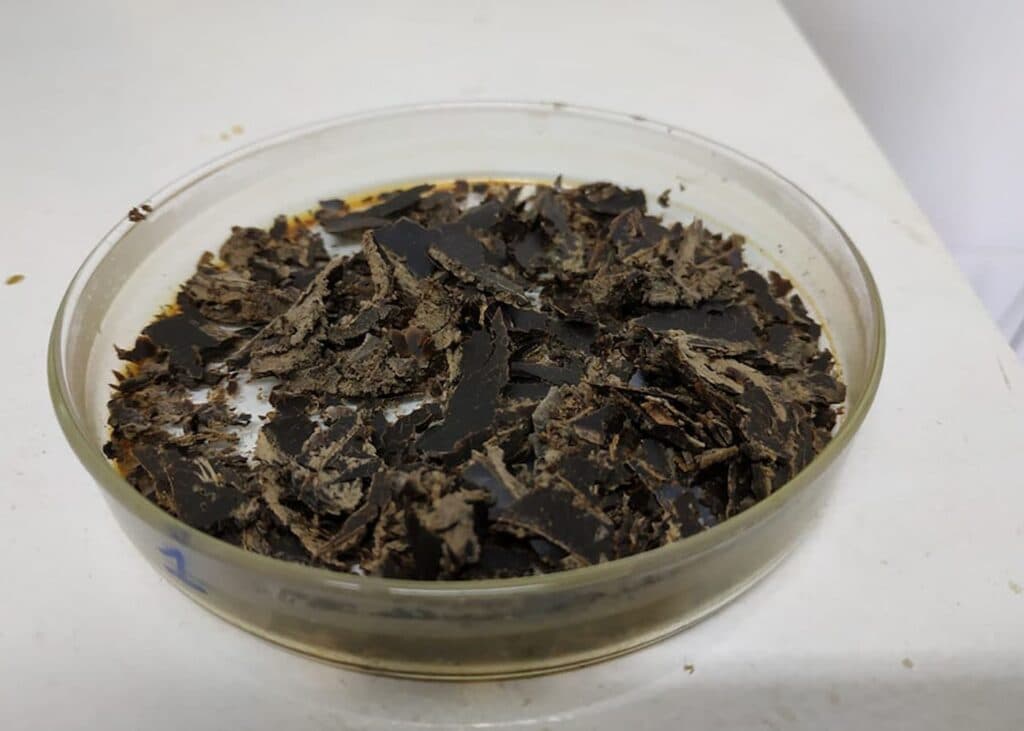 Levedura de cana: solução sustentável para alimentação de peixes