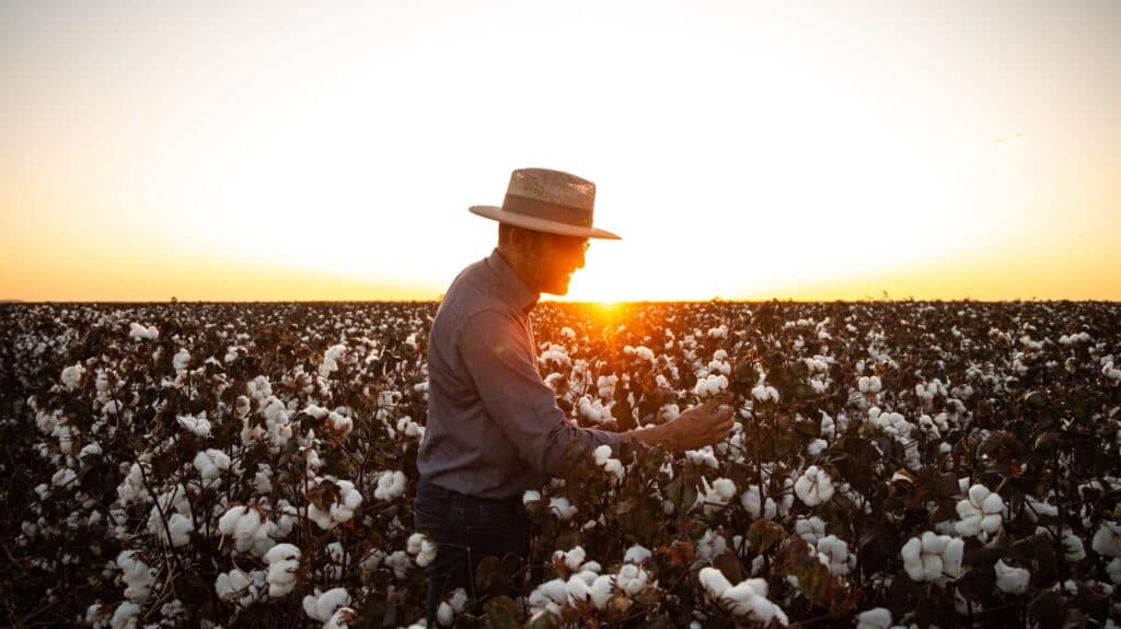 Algodão: exportação forte e cautela no mercado interno