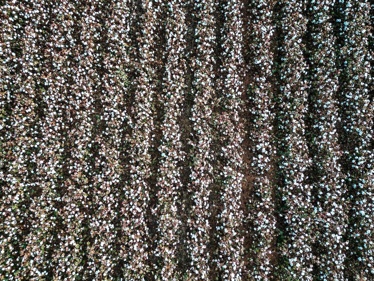 Com algodão valorizado, produtor sustenta os preços, confira!