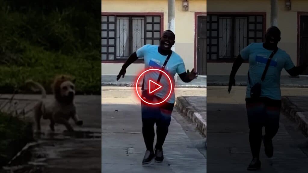 Cachorro Leão ataca novamente, nova febre da internet