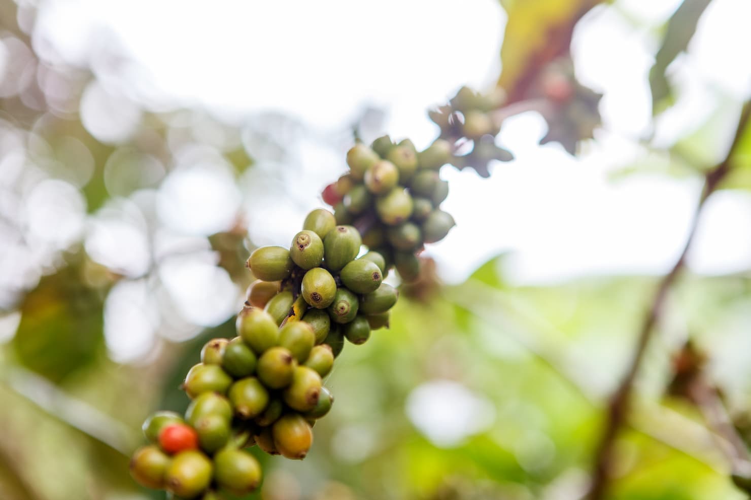 Café arábica segue com colheita lenta