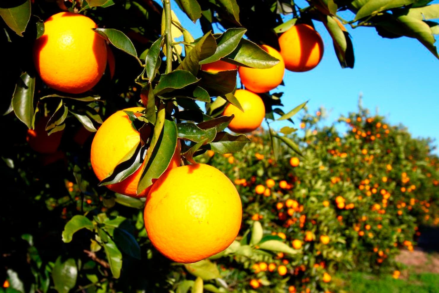 Preço do citros seguem estáveis