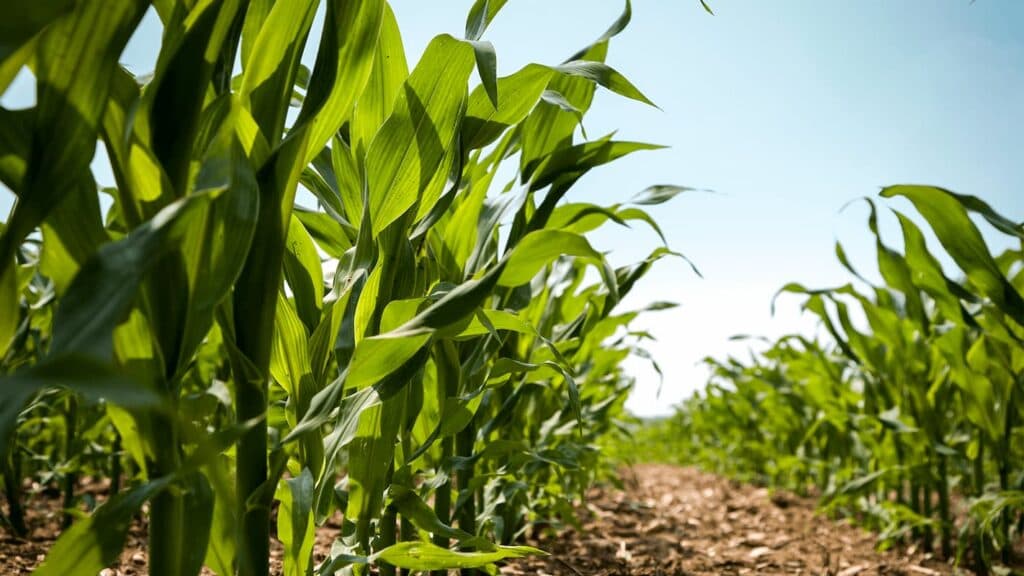 Apoio RS: CMN aprova regras para renegociação de crédito rural em municípios gaúchos