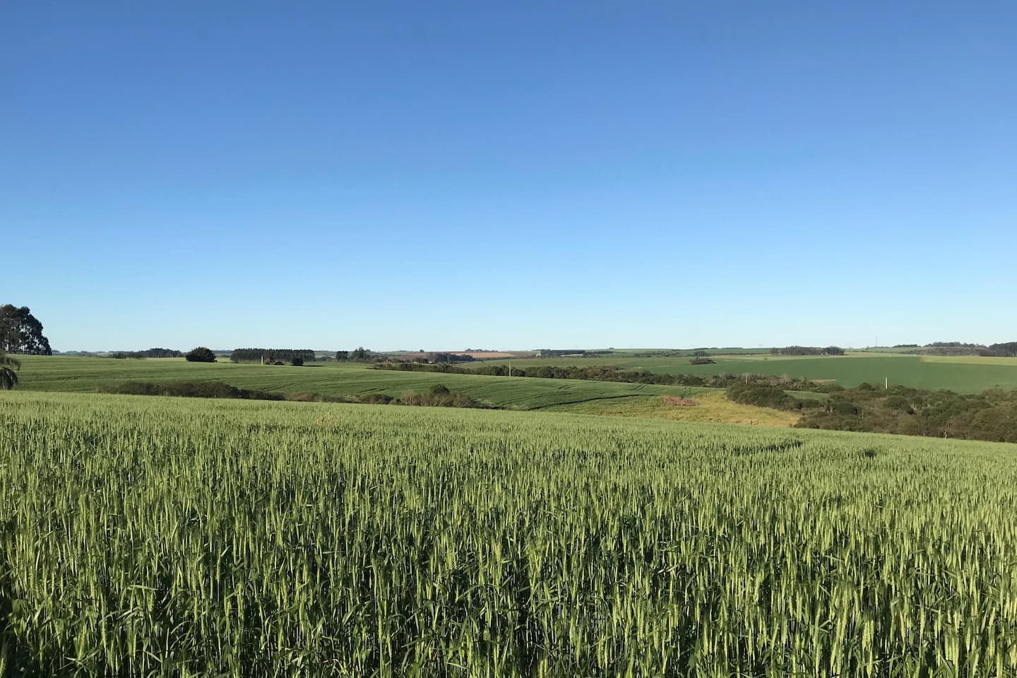 Preço do trigo segue em baixa