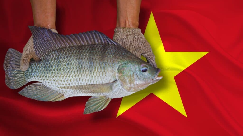 Brasil revisará protocolo sanitário para importação de tilápia, informa MAPA