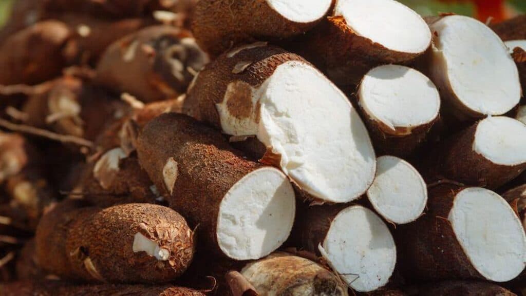 Preços da mandioca permanecem firmes