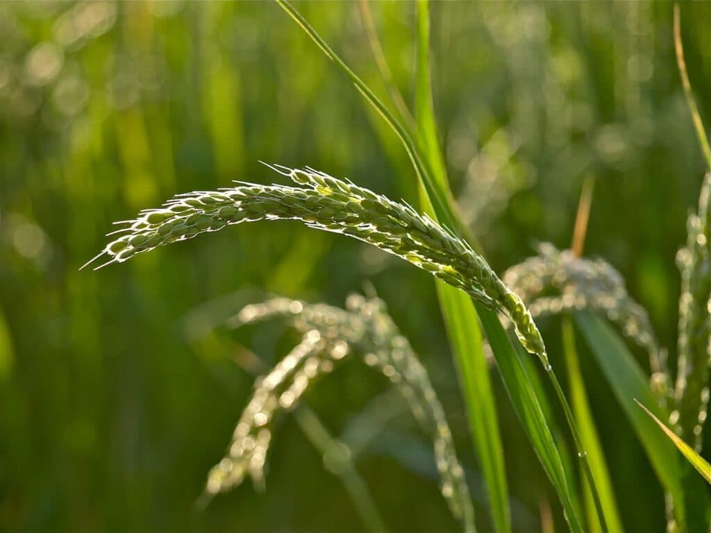 Abiarroz intensifica ações para abertura do mercado chinês ao arroz brasileiro