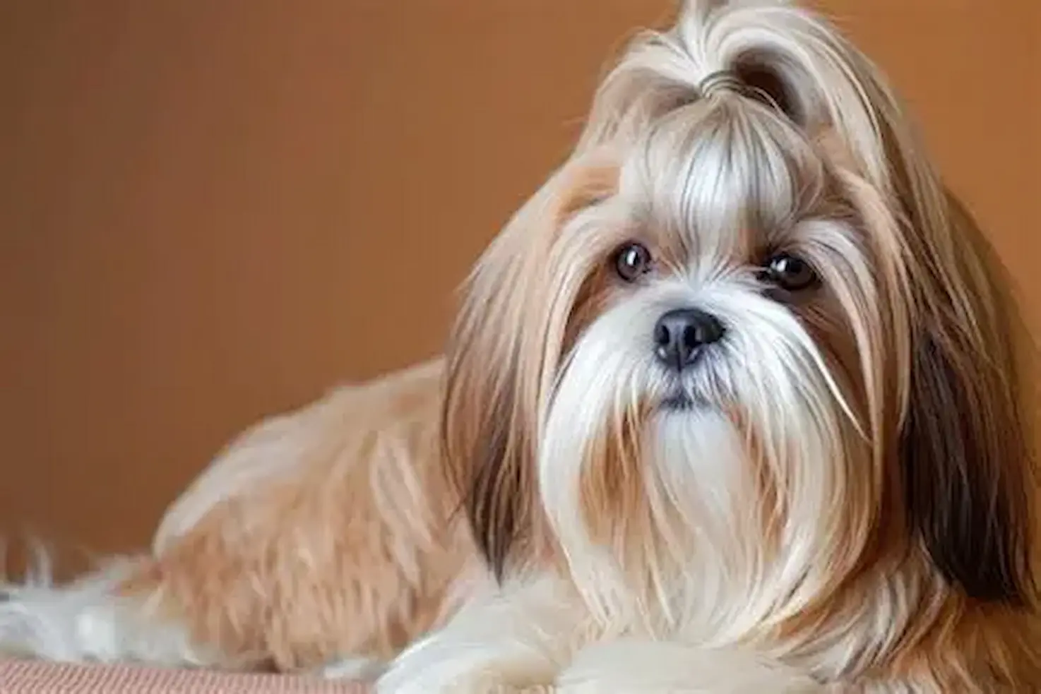 Lhasa Apso, uma das raças mais antigas do mundo