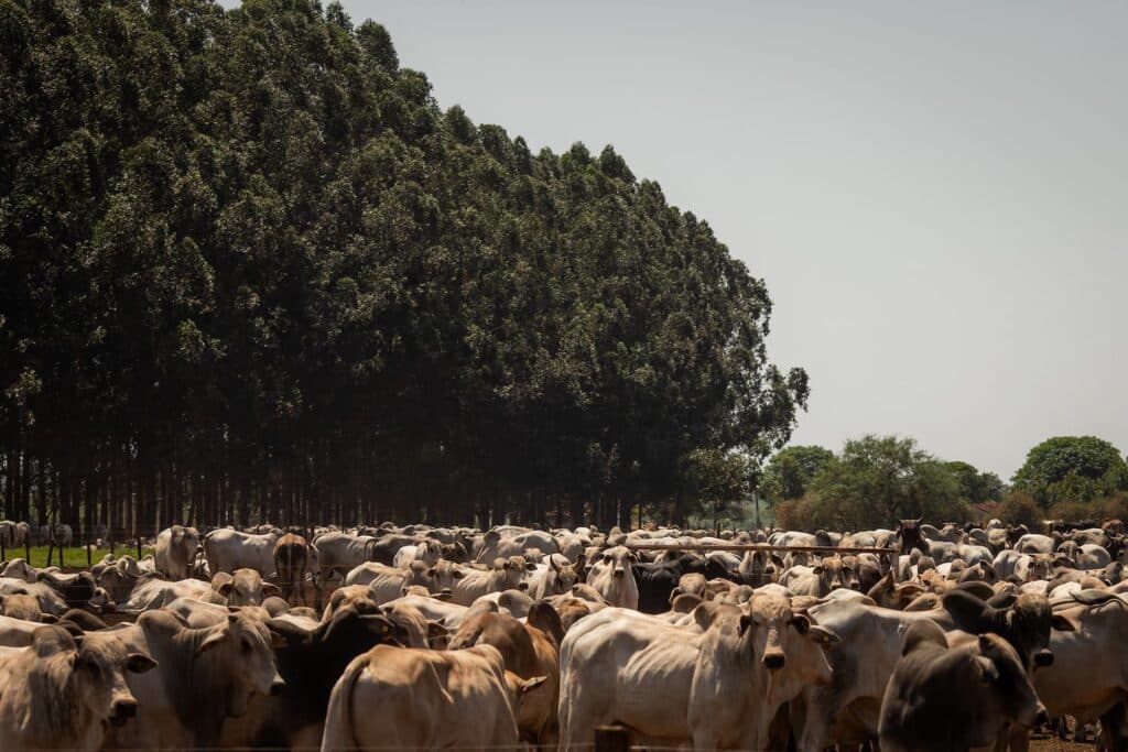 ILP: Integração lavoura-pecuária pode reduzir o uso de fertilizantes e mitigar impactos no clima