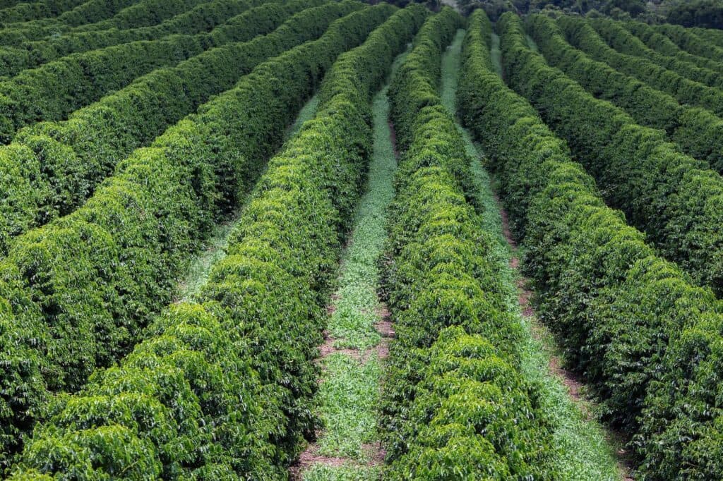 Safra de café em Minas Gerais poderá ter queda de 23%