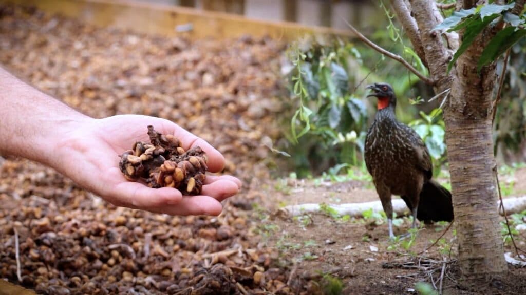 Jacu Bird Coffee: Café brasileiro raro produzido a partir das fezes de aves nativas