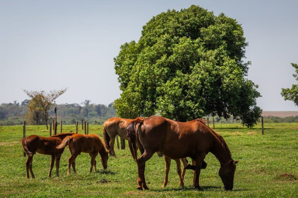 Impactos da cólica em cavalos