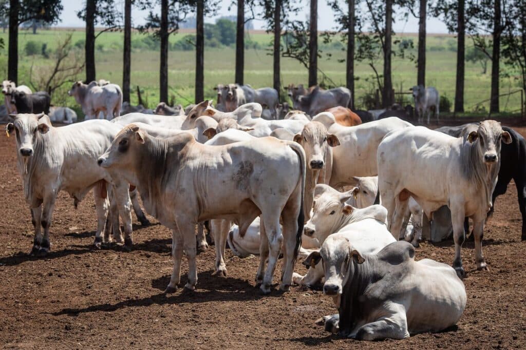 Boi: Mato Grosso bate recorde no abate de bovinos e amplia participação no cenário nacional