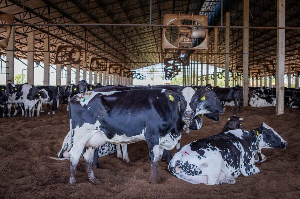 Preço do leite cai 19% em um ano; margens de produtores e indústrias se comprimem