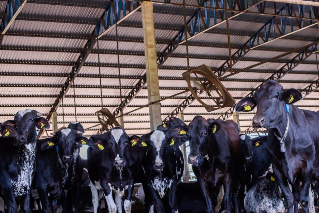 Leite: Oferta não teve crescimento como esperado, confira!