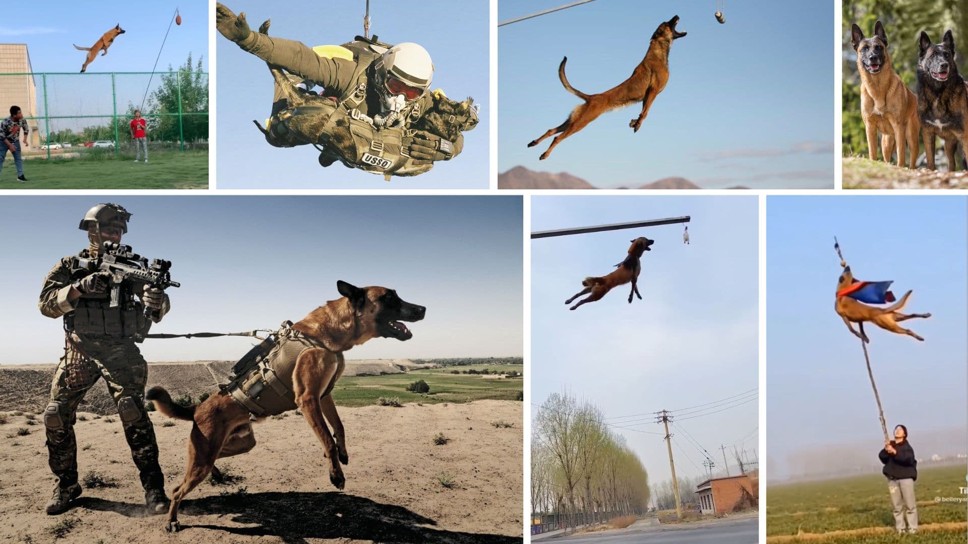 Vídeo mostra saltos inacreditáveis deste cachorro usado em guerras