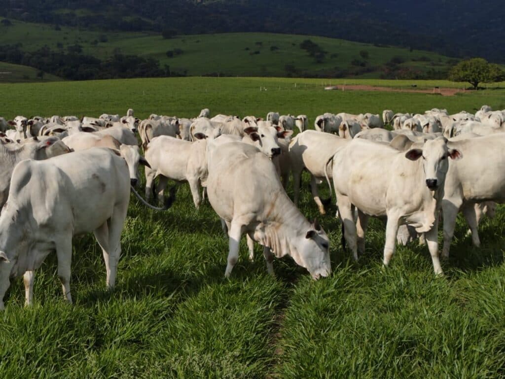 Microrganismos podem reduzir emissão de metano de bovinos