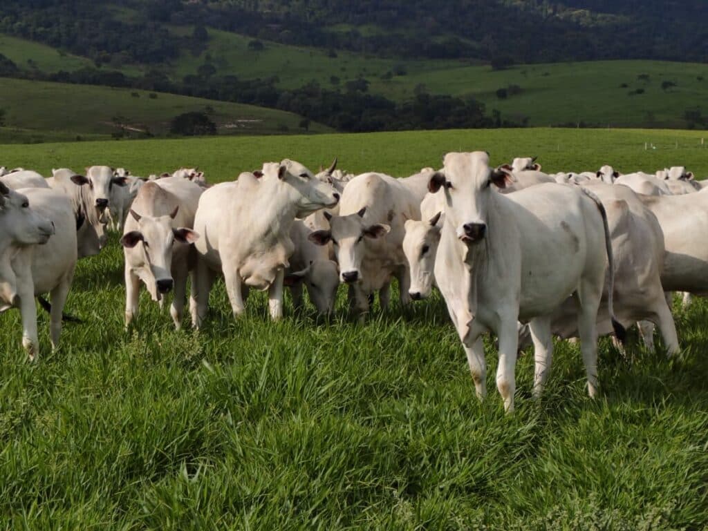 Demanda supera oferta e impulsiona mercado do boi gordo: preços seguem em ascensão