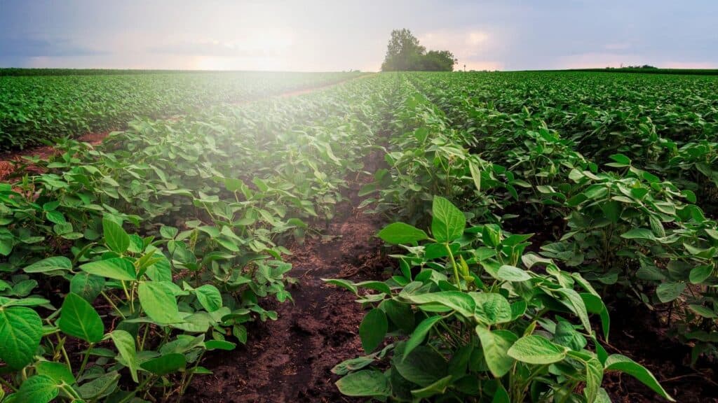 PL 182/2024 isenta produção primária e gera oportunidade para o setor participar do mercado de carbono