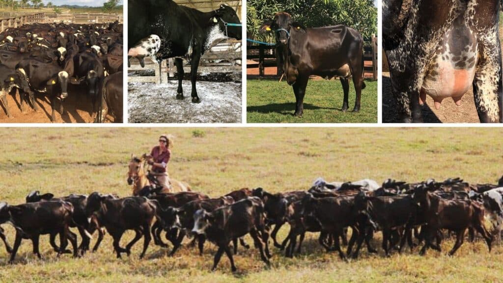 Criador prepara 2000 novilhas Girolando para atender mercado mato-grossense