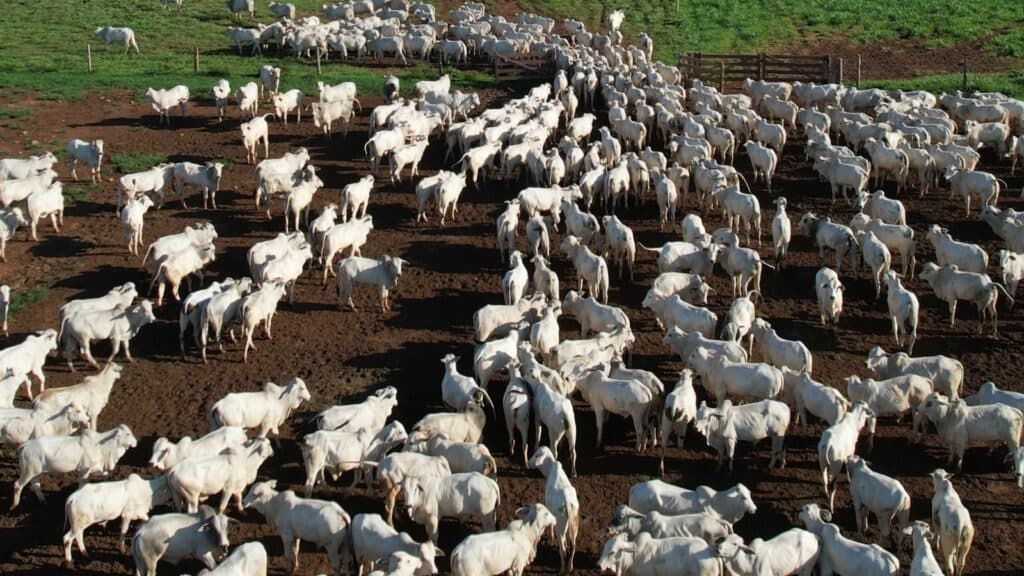 Boi em 2026: pecuária entra em novo ciclo de sustentação de preços