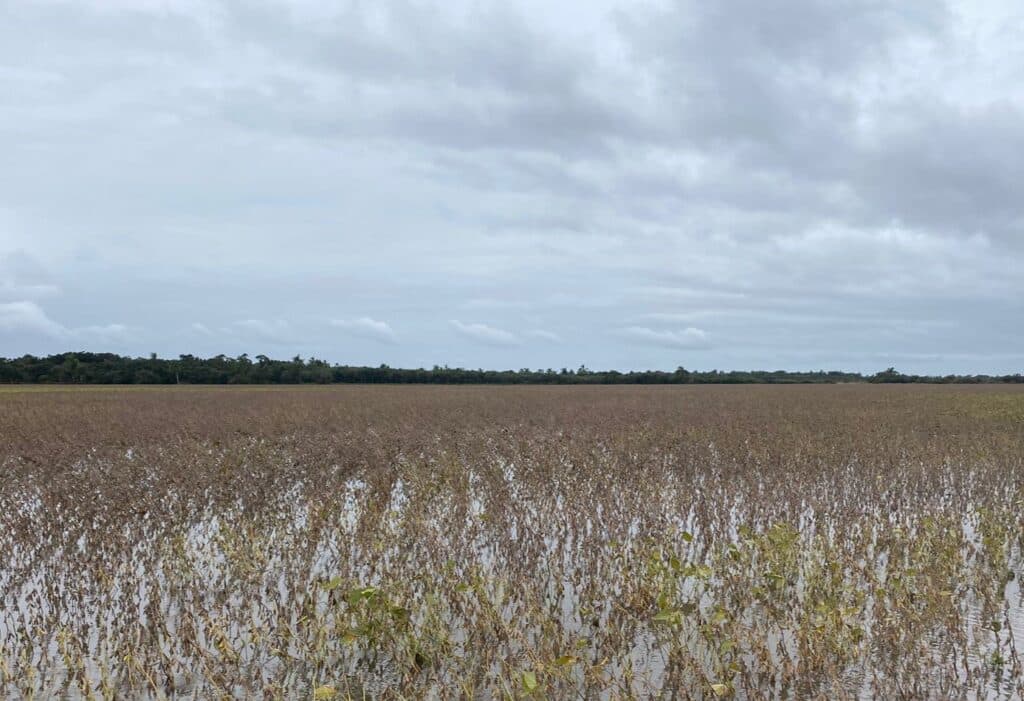 Soja: produtor mantém a colheita mesmo com tempo úmido