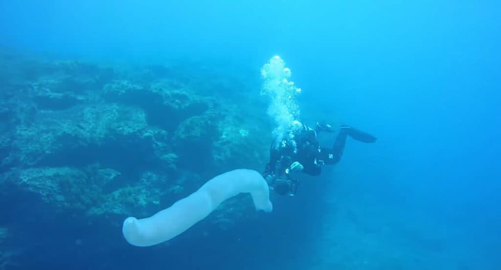 Curiosidades: Pirossomas têm aparecido em decorrência das ondas de calor nos oceanos