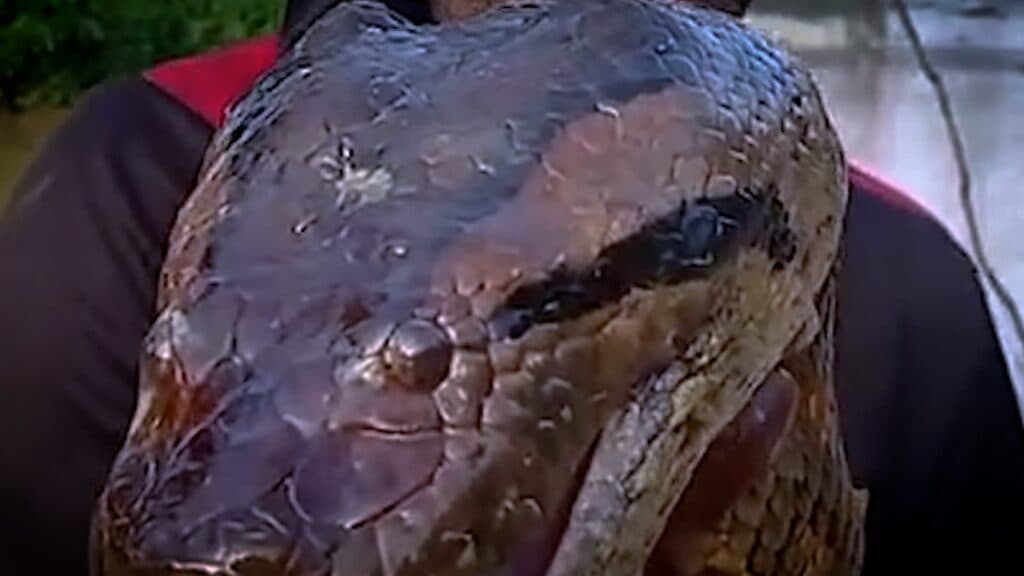 Vídeo: Anaconda monstruosa é encontrada por pescador na Amazônia