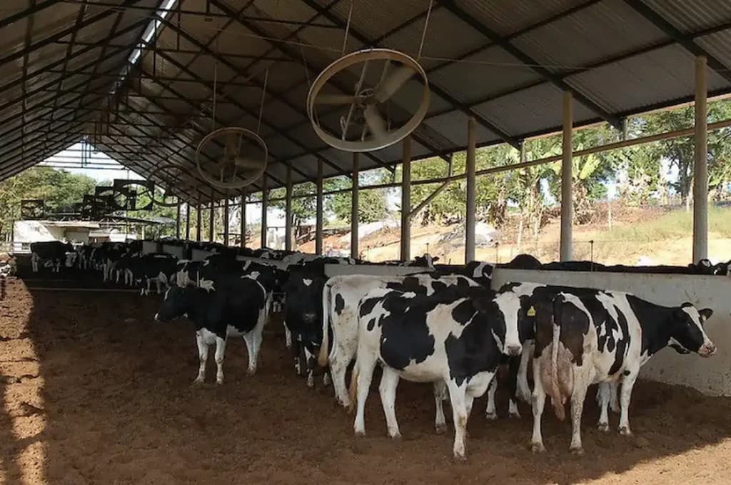 Valor de referência do leite projetado está R$ 2,5670, diz Conseleite