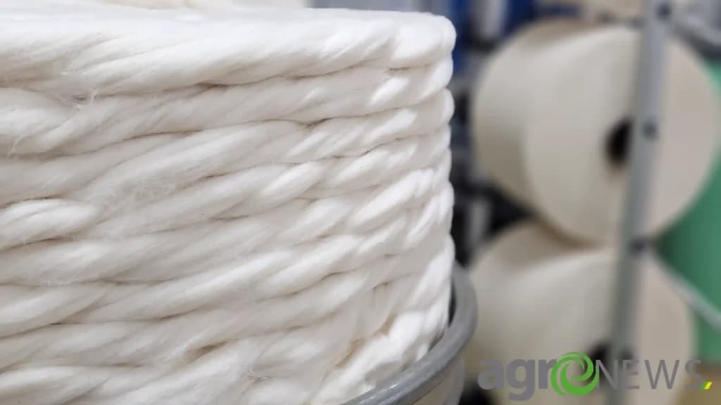 Conheça características da produção de algodão