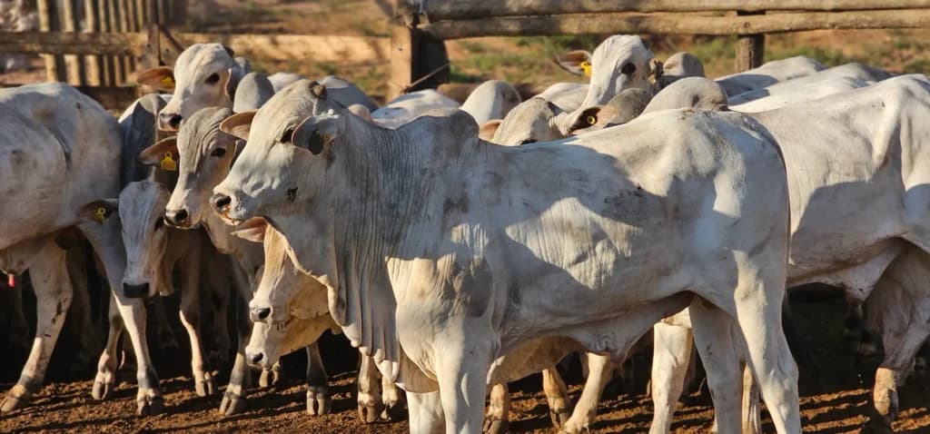 Chuvas em Mato Grosso adiam queda da arroba do boi oferecendo fôlego ao pecuarista
