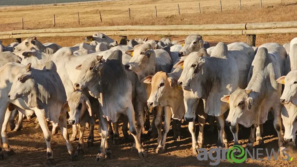 Pecuária reage com preços firmes e exportações recordes