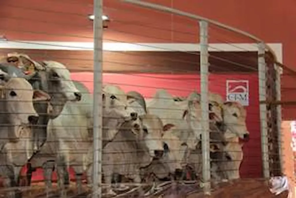 Megaleilão CFM ofertará 500 touros Nelore em agosto