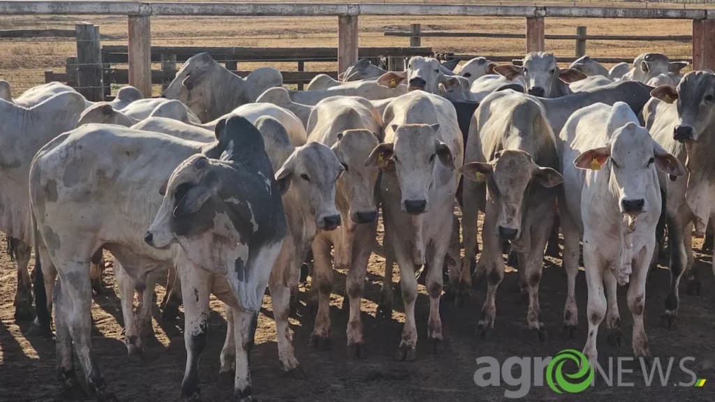 Nova calculadora da pegada de carbono ajuda a mitigar a emissão de GEE na pecuária de corte