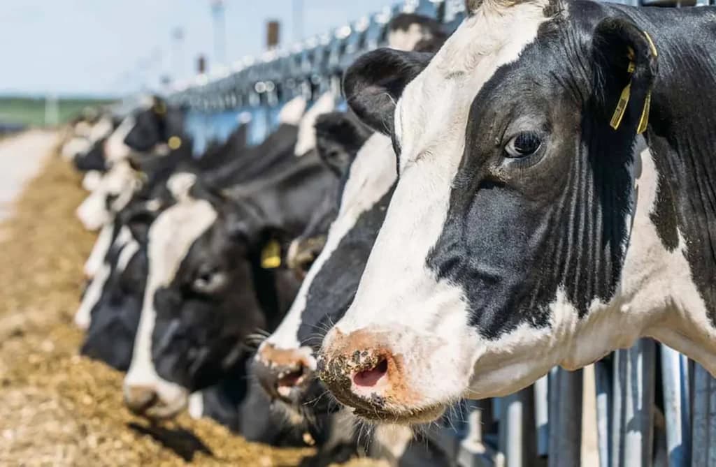 Inscrições para o PAA Leite encerram nesta sexta-feira
