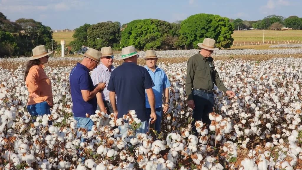 Grupo Bom Futuro conhece avanços de melhoramento genético do algodoeiro da Embrapa