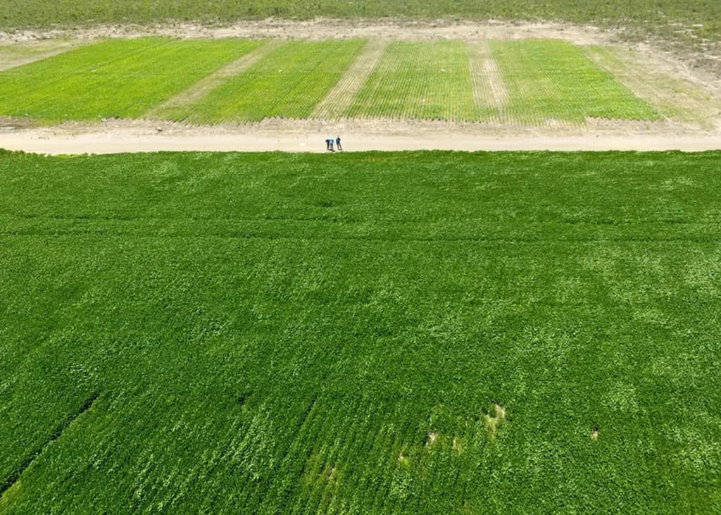 Soja: semeadura avança em Mato Grosso, confira!