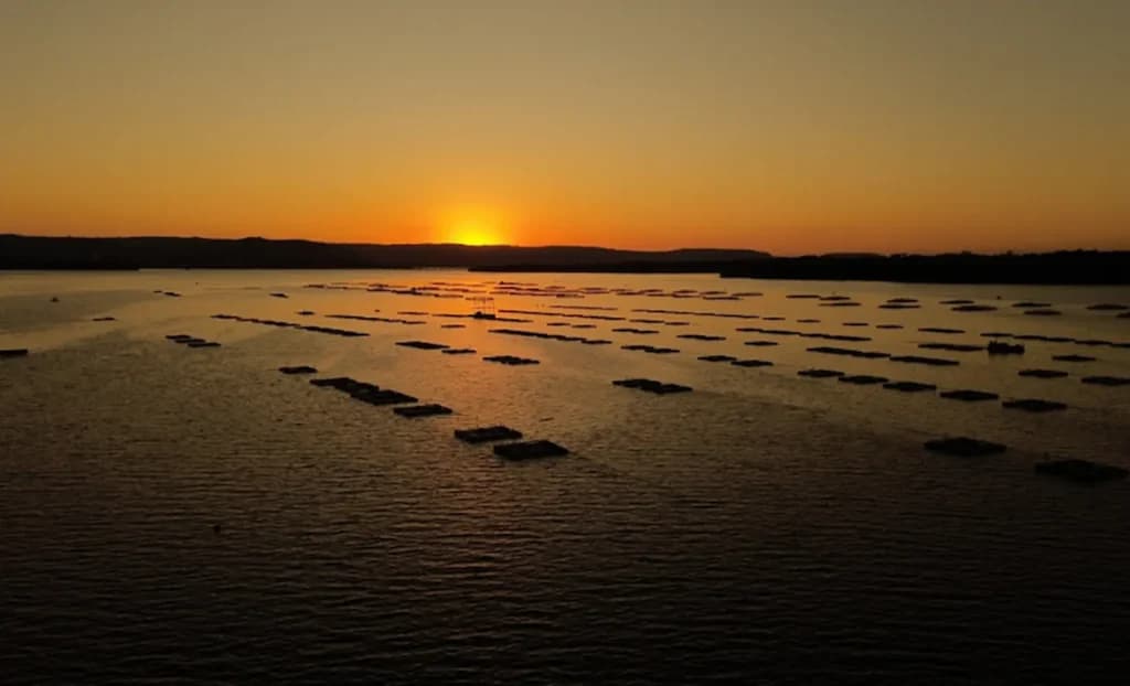 Brasil inicia exportação de peixe para os EUA, confira!