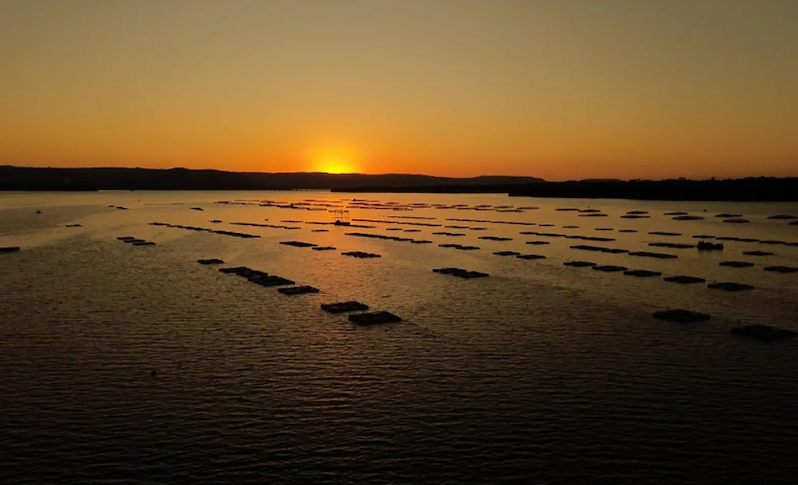 Brasil inicia exportação de peixe para os EUA, confira!