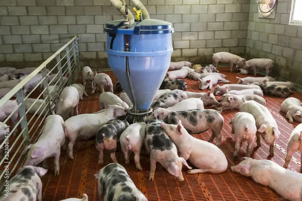 Brasil e Singapura assinam acordo de regionalização para comércio de carne suína em caso de surto de Peste Suína Africana