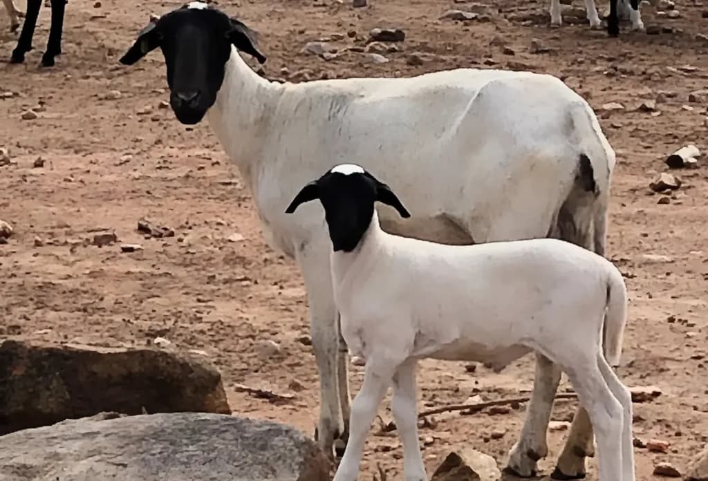Ovinos adaptados ao semiárido nordestino são classificados como raça, veja a seguir