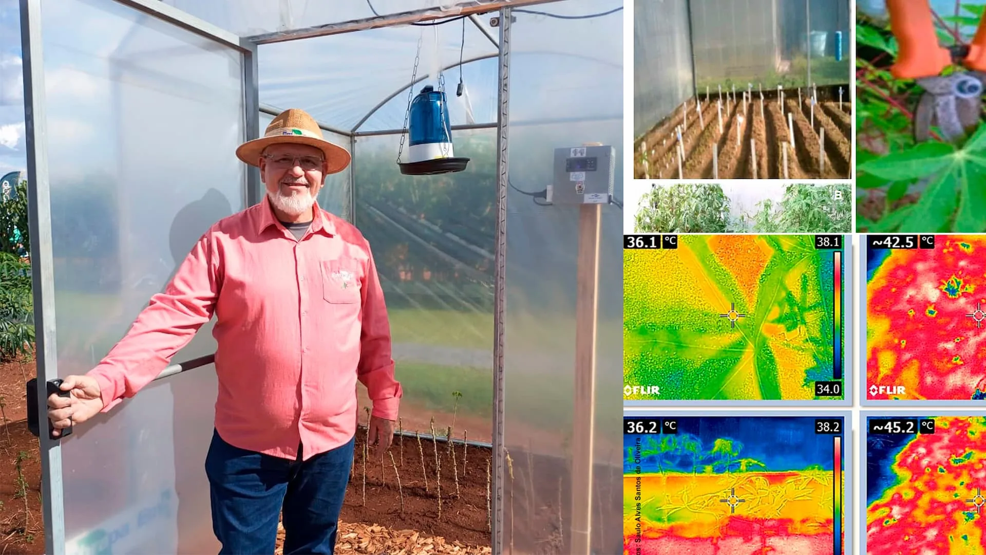 Termoterapia da Mandioca: Saiba como produzir manivas saudáveis